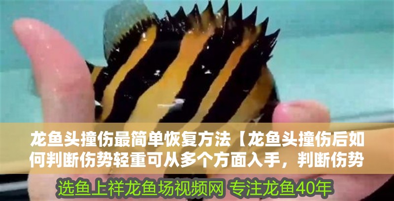 龍魚頭撞傷最簡單恢復方法【龍魚頭撞傷后如何判斷傷勢輕重可從多個方面入手，判斷傷勢輕重】 龍魚頭撞傷最簡單恢復方法【龍魚頭撞傷后如何判斷傷勢輕重可從多個方面入手，判斷傷勢輕重】 水族問答