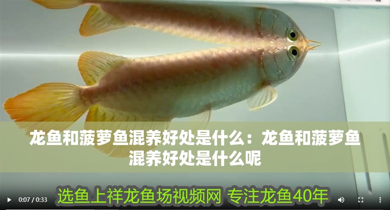 龍魚和菠蘿魚混養(yǎng)好處是什么：龍魚和菠蘿魚混養(yǎng)好處是什么呢 龍魚和菠蘿魚混養(yǎng)好處是什么：龍魚和菠蘿魚混養(yǎng)好處是什么呢 水族問答