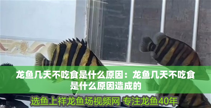 龍魚幾天不吃食是什么原因：龍魚幾天不吃食是什么原因造成的