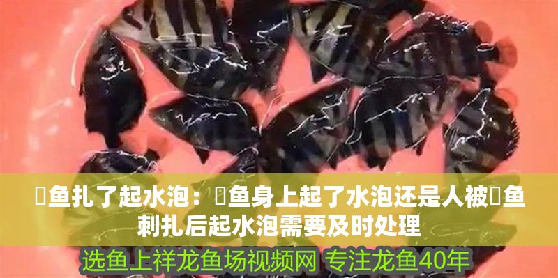 魟魚扎了起水泡：魟魚身上起了水泡還是人被魟魚刺扎后起水泡需要及時(shí)處理