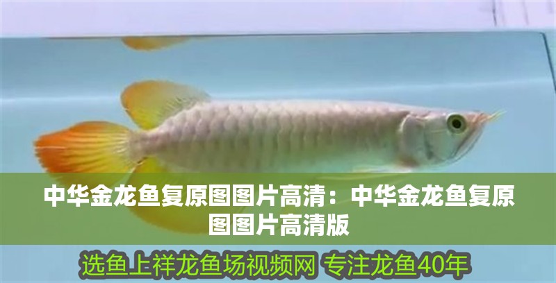 中華金龍魚復原圖圖片高清：中華金龍魚復原圖圖片高清版