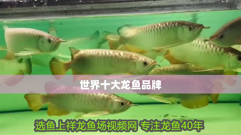 世界十大龍魚品牌 世界十大龍魚品牌 龍魚百科 第6張