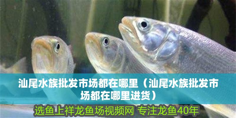汕尾水族批發市場都在哪里（汕尾水族批發市場都在哪里進貨）