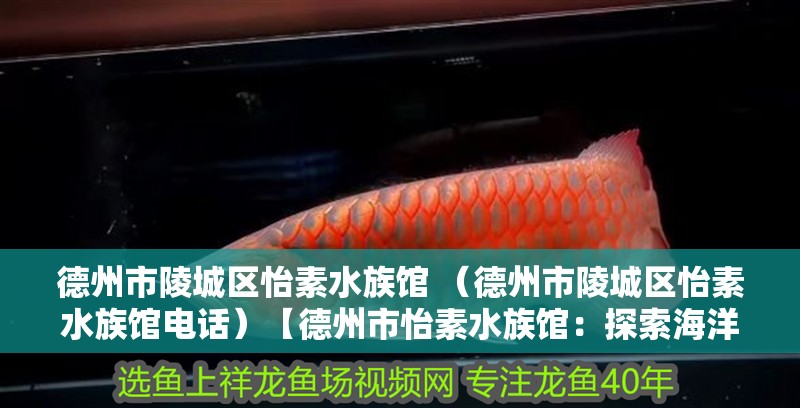 德州市陵城區怡素水族館 （德州市陵城區怡素水族館電話）【德州市怡素水族館：探索海洋世界的樂園】
