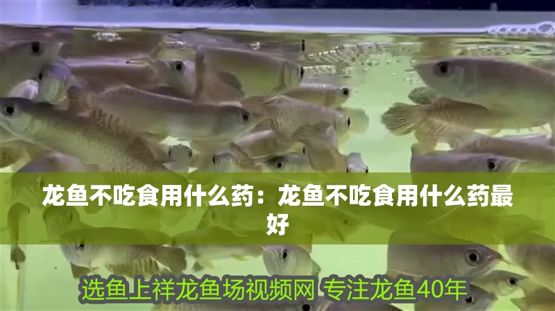 龍魚(yú)不吃食用什么藥:龍魚(yú)不吃食用什么藥最好 水族問(wèn)答 龍魚(yú)不吃食用什么藥:龍魚(yú)不吃食用什么藥最好 龍魚(yú)不吃食用什么藥:龍魚(yú)不吃食用什么藥最好 水族問(wèn)答