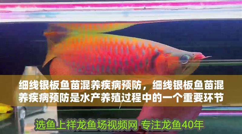 細(xì)線銀板魚苗混養(yǎng)疾病預(yù)防，細(xì)線銀板魚苗混養(yǎng)疾病預(yù)防是水產(chǎn)養(yǎng)殖過程中的一個(gè)重要環(huán)節(jié)