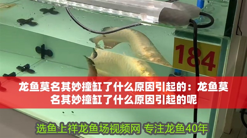 龍魚莫名其妙撞缸了什么原因引起的：龍魚莫名其妙撞缸了什么原因引起的呢
