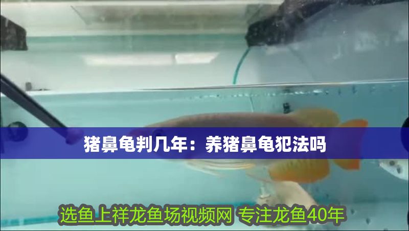 豬鼻龜判幾年：養豬鼻龜犯法嗎