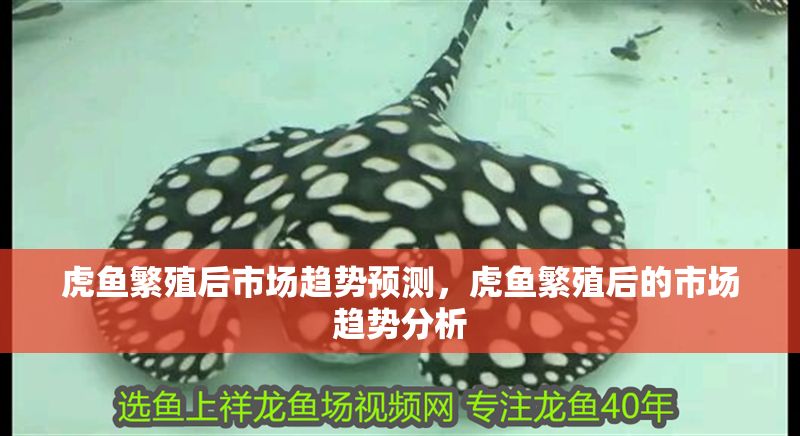虎魚繁殖后市場趨勢預測，虎魚繁殖后的市場趨勢分析