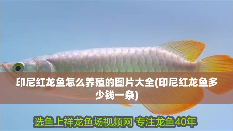 印尼紅龍魚怎么養殖的圖片大全(印尼紅龍魚多少錢一條)