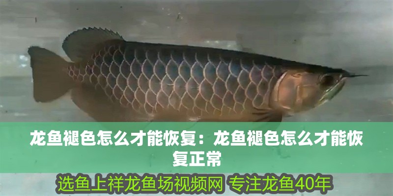 龍魚褪色怎么才能恢復(fù)：龍魚褪色怎么才能恢復(fù)正常
