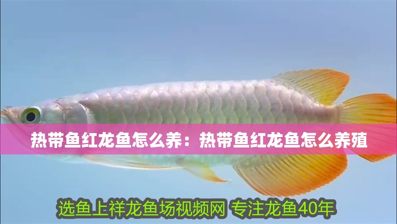 熱帶魚紅龍魚怎么養(yǎng)：熱帶魚紅龍魚怎么養(yǎng)殖