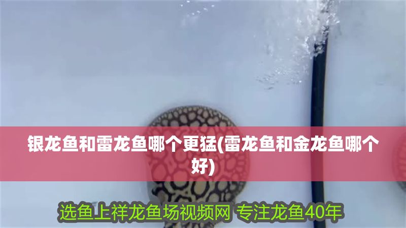 銀龍魚和雷龍魚哪個更猛(雷龍魚和金龍魚哪個好) 銀龍魚和雷龍魚哪個更猛(雷龍魚和金龍魚哪個好) 銀龍魚百科 第1張