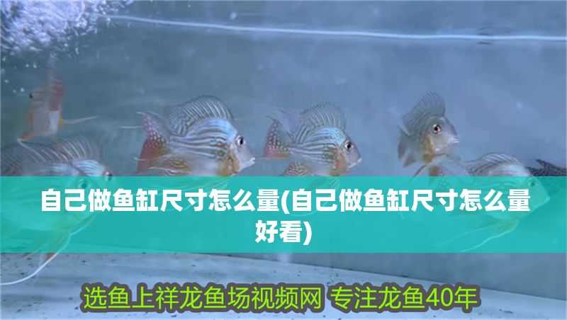 自己做魚缸尺寸怎么量(自己做魚缸尺寸怎么量好看)