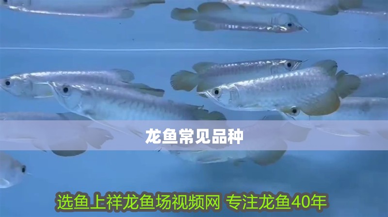 龍魚(yú)常見(jiàn)品種