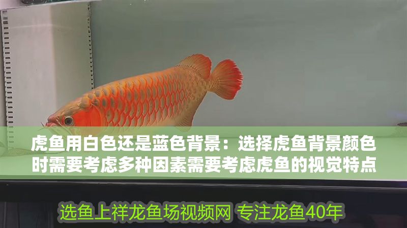 虎魚用白色還是藍色背景:選擇虎魚背景顏色時需要考慮多種因素需要考慮虎魚的視覺特點 虎魚百科 第2張 虎魚用白色還是藍色背景:選擇虎魚背景顏色時需要考慮多種因素需要考慮虎魚的視覺特點 虎魚用白色還是藍色背景:選擇虎魚背景顏色時需要考慮多種因素需要考慮虎魚的視覺特點 虎魚百科 第2張