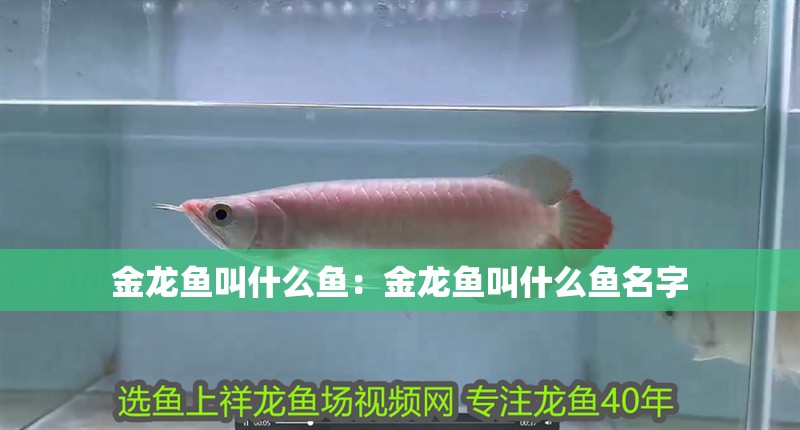 金龍魚叫什么魚：金龍魚叫什么魚名字