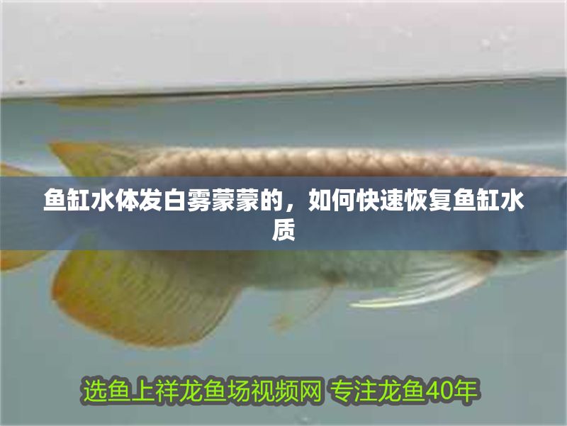 魚缸水體發(fā)白霧蒙蒙的，如何快速恢復(fù)魚缸水質(zhì)