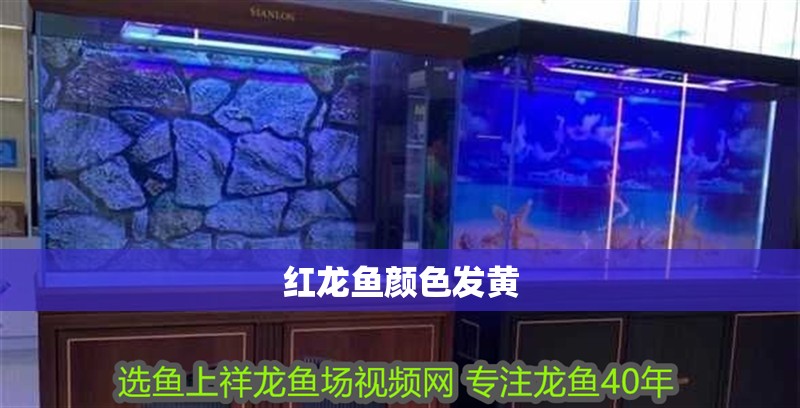 紅龍魚顏色發黃