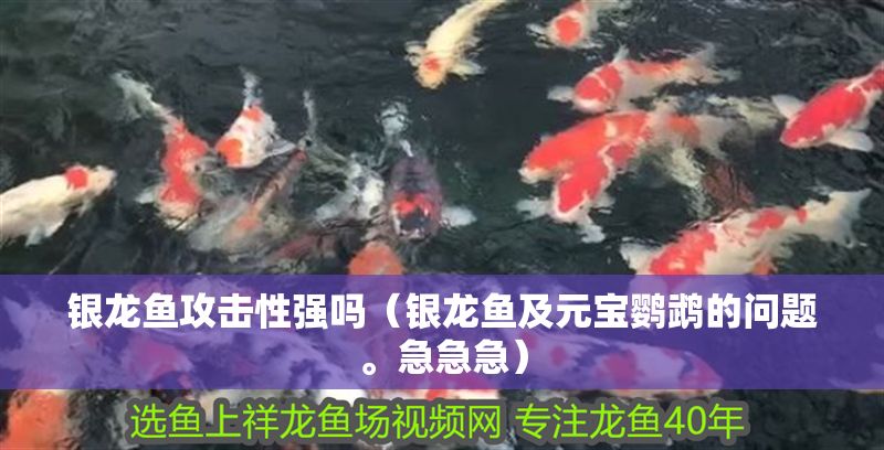 銀龍魚攻擊性強嗎（銀龍魚及元寶鸚鵡的問題。急急急）