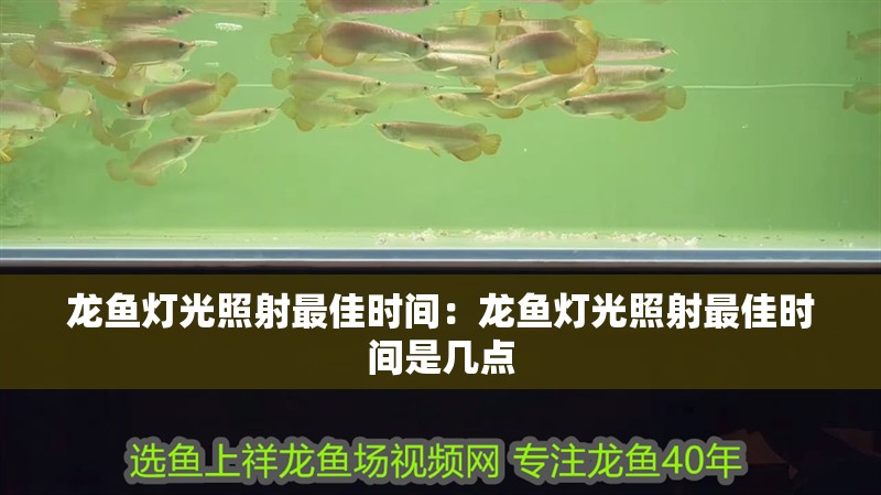 龍魚燈光照射最佳時間：龍魚燈光照射最佳時間是幾點