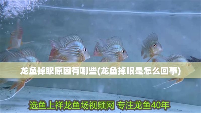 龍魚掉眼原因有哪些(龍魚掉眼是怎么回事) 龍魚掉眼原因有哪些(龍魚掉眼是怎么回事) 黃金貓魚百科 第1張
