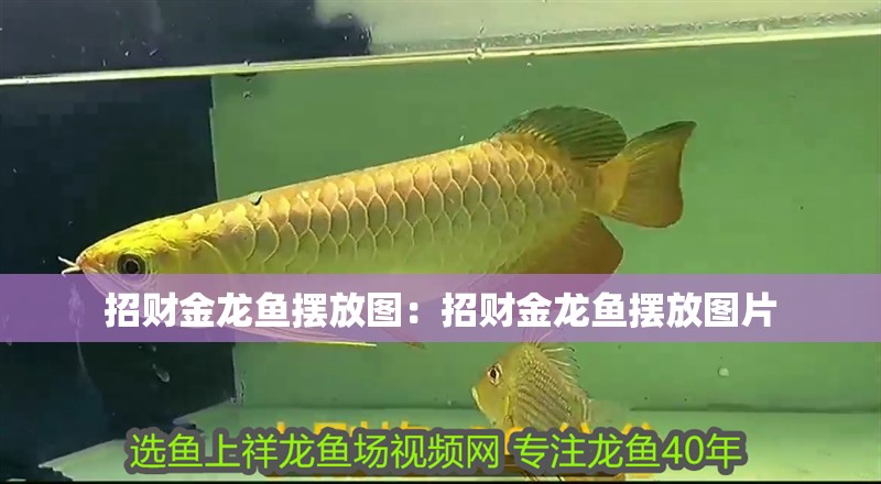 招財金龍魚擺放圖:招財金龍魚擺放圖片 水族問答 招財金龍魚擺放圖:招財金龍魚擺放圖片 招財金龍魚擺放圖:招財金龍魚擺放圖片 水族問答