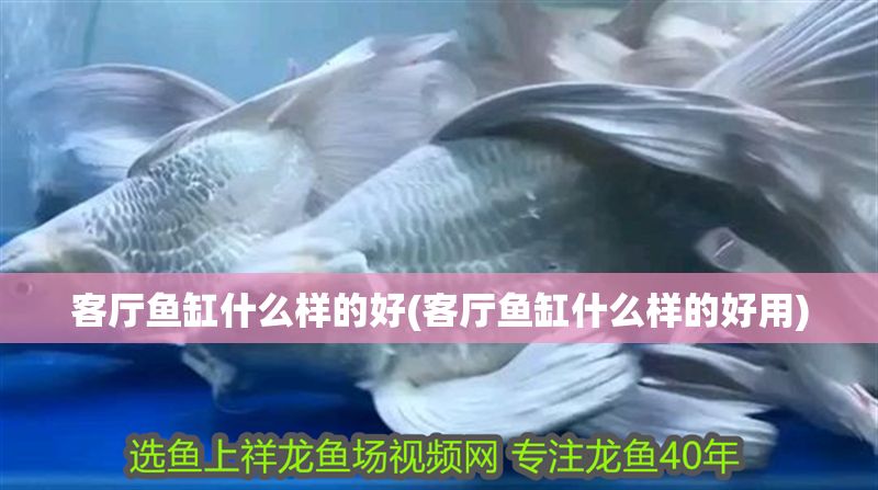 客廳魚缸什么樣的好(客廳魚缸什么樣的好用) 錦鯉魚百科 第2張 客廳魚缸什么樣的好(客廳魚缸什么樣的好用) 客廳魚缸什么樣的好(客廳魚缸什么樣的好用) 錦鯉魚百科 第2張