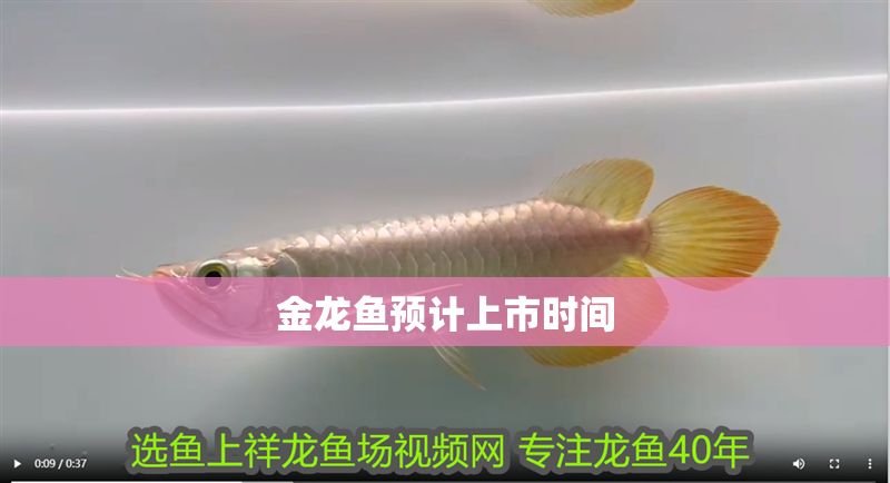 金龍魚預計上市時間 金龍魚預計上市時間 龍魚百科 第2張