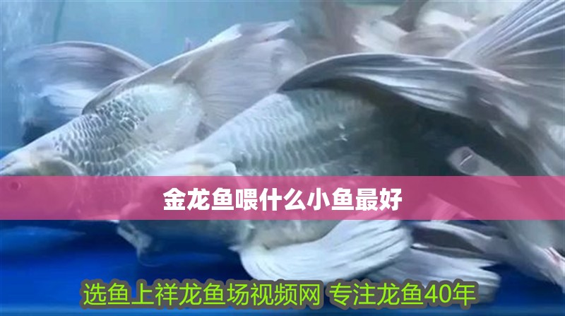 金龍魚喂什么小魚最好