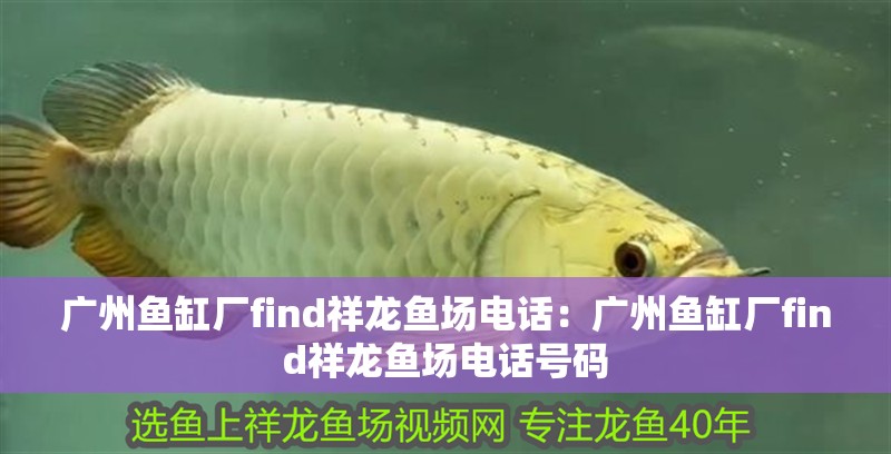 廣州魚缸廠find祥龍魚場(chǎng)電話：廣州魚缸廠find祥龍魚場(chǎng)電話號(hào)碼