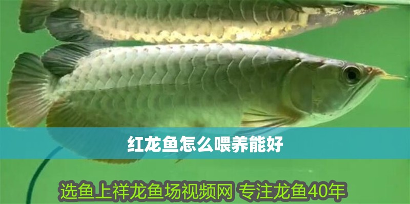 紅龍魚怎么喂養能好