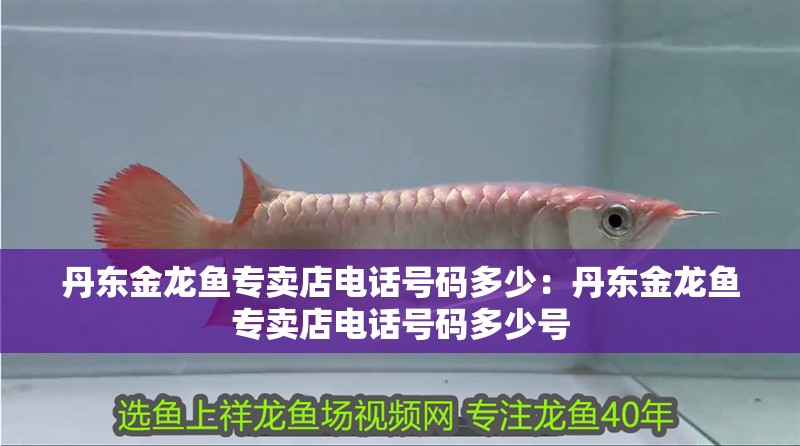 丹東金龍魚專賣店電話號碼多少：丹東金龍魚專賣店電話號碼多少號 丹東金龍魚專賣店電話號碼多少：丹東金龍魚專賣店電話號碼多少號 水族問答