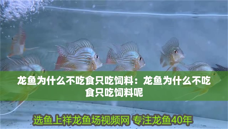 龍魚為什么不吃食只吃飼料：龍魚為什么不吃食只吃飼料呢