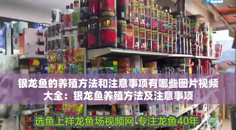 銀龍魚的養殖方法和注意事項有哪些圖片視頻大全:銀龍魚養殖方法及注意事項 水族問答 銀龍魚的養殖方法和注意事項有哪些圖片視頻大全:銀龍魚養殖方法及注意事項 銀龍魚的養殖方法和注意事項有哪些圖片視頻大全:銀龍魚養殖方法及注意事項 水族問答