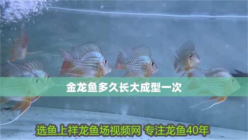 金龍魚多久長(zhǎng)大成型一次