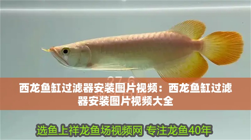 西龍魚缸過濾器安裝圖片視頻：西龍魚缸過濾器安裝圖片視頻大全