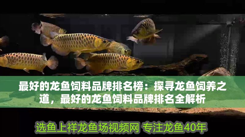 最好的龍魚飼料品牌排名榜：探尋龍魚飼養(yǎng)之道，最好的龍魚飼料品牌排名全解析