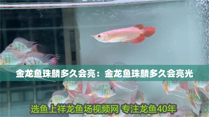 金龍魚珠麟多久會亮：金龍魚珠麟多久會亮光