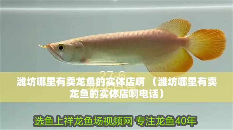 濰坊哪里有賣龍魚的實(shí)體店啊 （濰坊哪里有賣龍魚的實(shí)體店啊電話） 濰坊哪里有賣龍魚的實(shí)體店啊 （濰坊哪里有賣龍魚的實(shí)體店啊電話） 觀賞魚百科