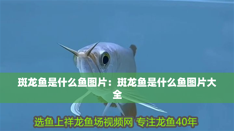 斑龍魚是什么魚圖片：斑龍魚是什么魚圖片大全 斑龍魚是什么魚圖片：斑龍魚是什么魚圖片大全 水族問答