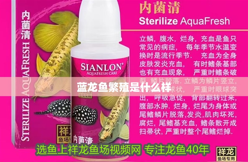 藍龍魚繁殖是什么樣