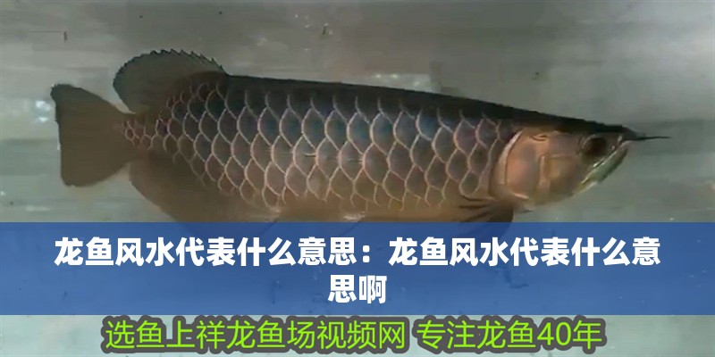 龍魚風(fēng)水代表什么意思：龍魚風(fēng)水代表什么意思啊