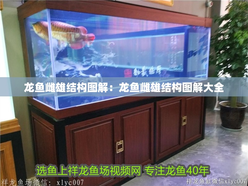 龍魚雌雄結構圖解：龍魚雌雄結構圖解大全