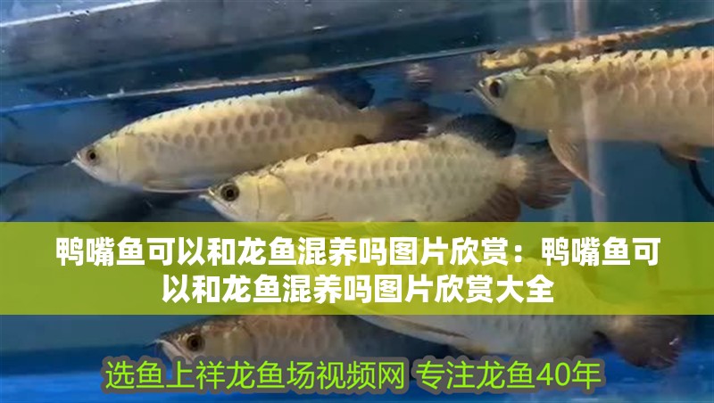 鴨嘴魚可以和龍魚混養嗎圖片欣賞：鴨嘴魚可以和龍魚混養嗎圖片欣賞大全
