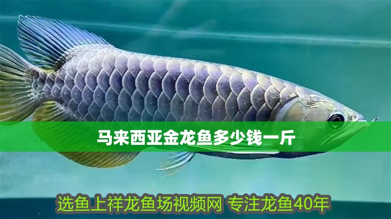 馬來西亞金龍魚多少錢一斤