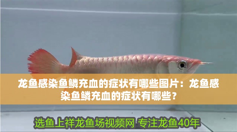 龍魚感染魚鱗充血的癥狀有哪些圖片：龍魚感染魚鱗充血的癥狀有哪些？
