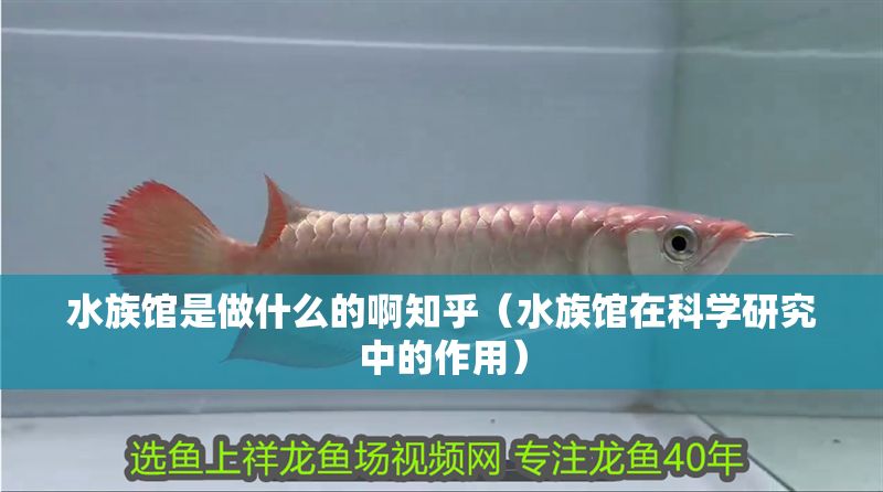 水族館是做什么的啊知乎（水族館在科學(xué)研究中的作用）