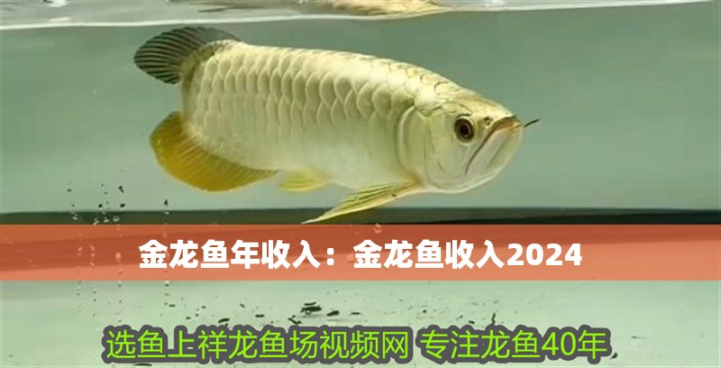 金龍魚年收入：金龍魚收入2024 金龍魚年收入：金龍魚收入2024 水族問答
