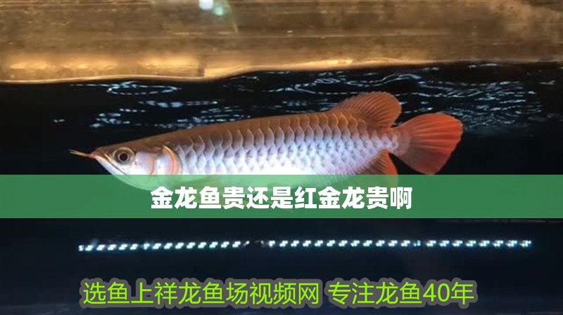金龍魚貴還是紅金龍貴啊